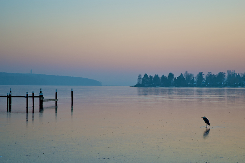 Reiher auf der Havel in Berlin